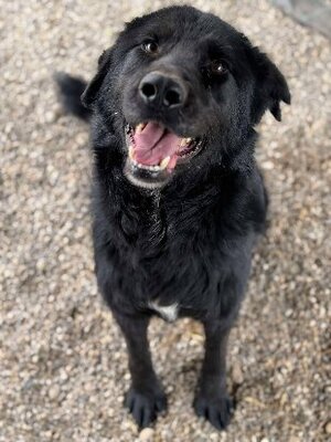 Adopter Nash
