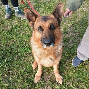 Adopter Nash