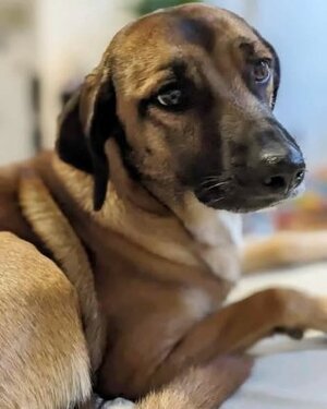 Adopter Naska