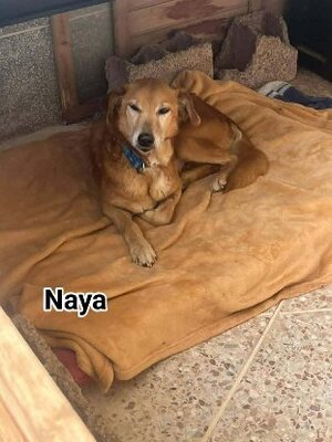 Adopter Naya