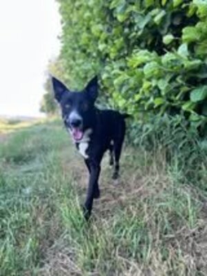 Adopter Nelio