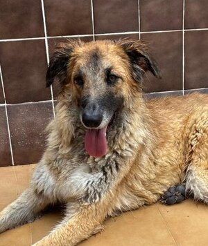 Adopter Nena