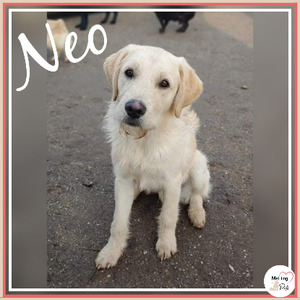 Adopter Neo