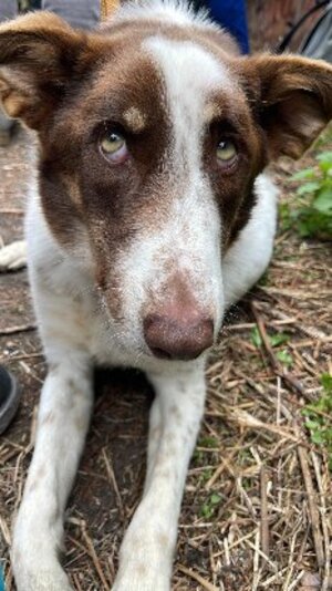 Adopter Neo