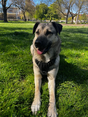 Adopter Nera