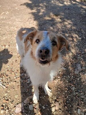 Adopter Ness