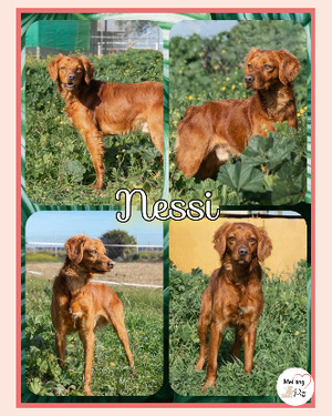 Adopter Nessi