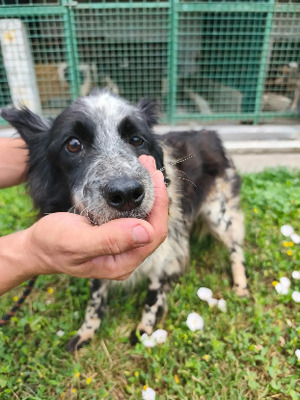 Adopter Nessie