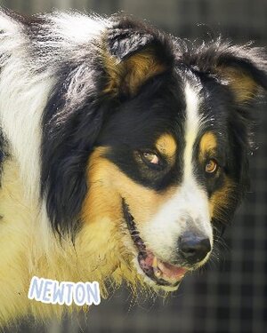Adopter Newton