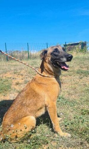 Adopter Nexus