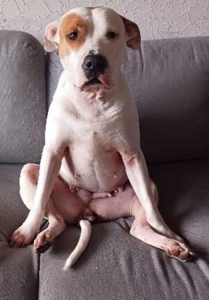 Adopter Nibby