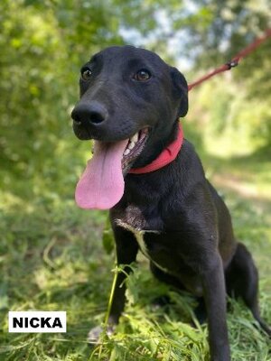 Adopter Nicka