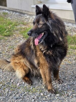 Adopter Nicky