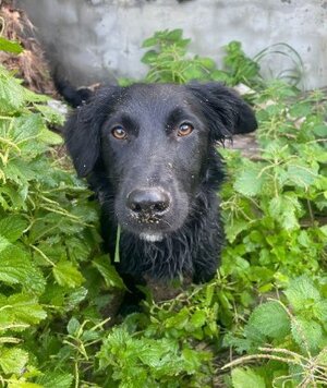 Adopter Nico