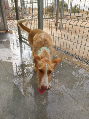 Adopter Niebla