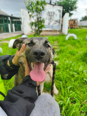 Adopter Nilam
