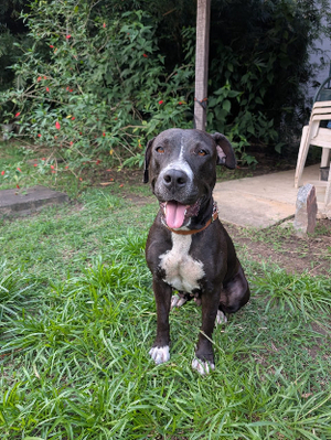 Adopter Nina
