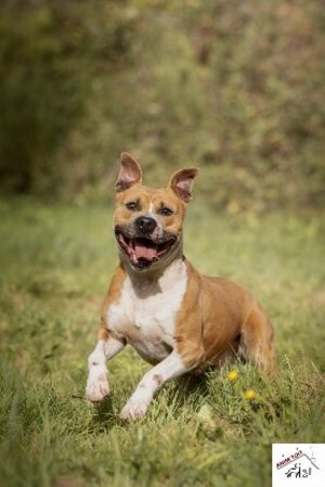 Adopter Nino