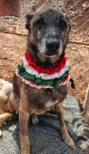 Adopter Noah