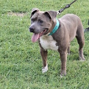 Adopter Noël