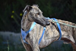 Adopter Noel