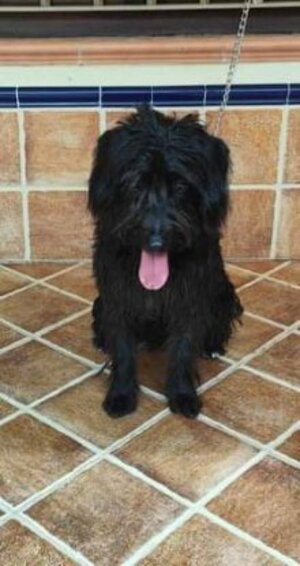 Adopter Noiro