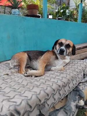 Adopter Noname