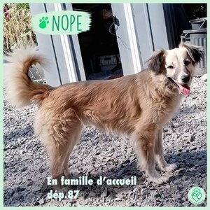 Adopter Nope