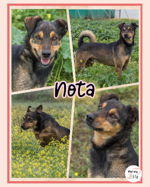 Adopter Nota