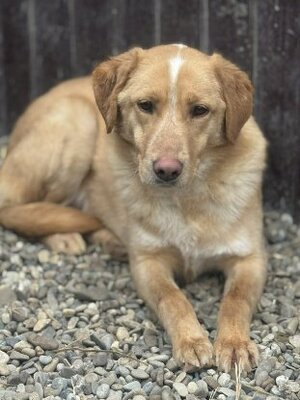 Adopter Nougat