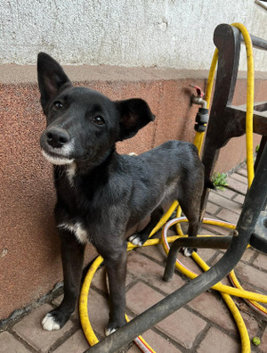 Adopter Nuca
