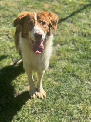 Adopter Nuga