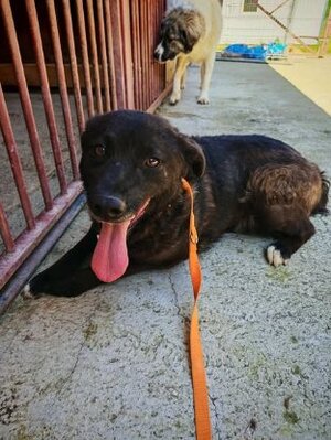 Adopter Nugget