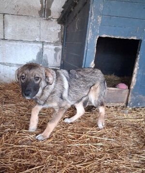 Adopter Nukie