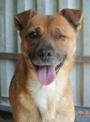 Adopter Nusky