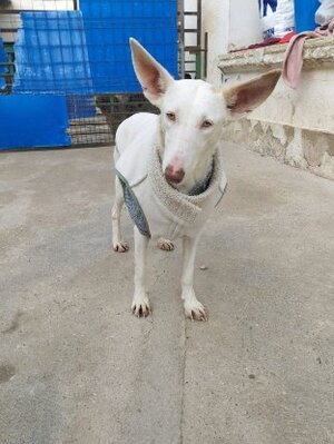 Adopter Nut
