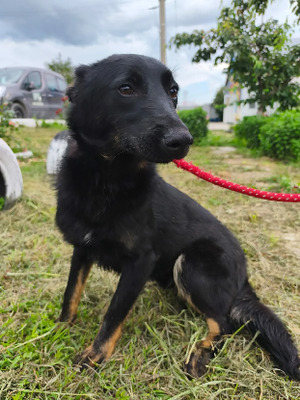 Adopter Octave