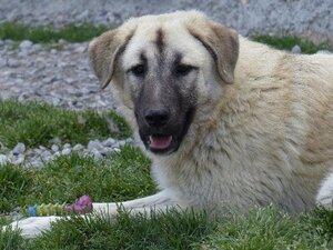 Adopter Odeon