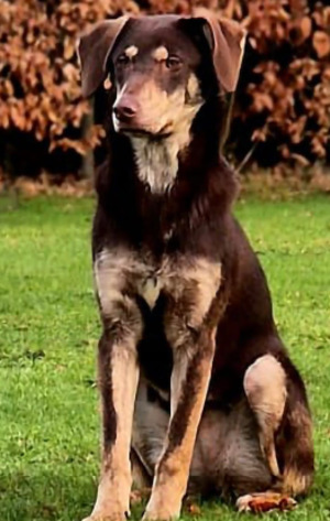 Adopter Odile