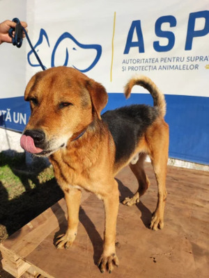 Adopter Odin
