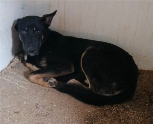 Adopter Ohio