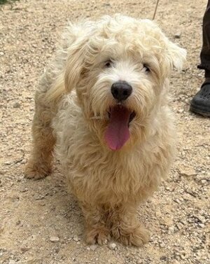 Adopter Olecco