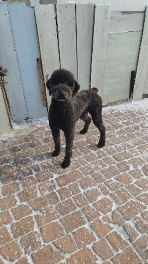 Adopter Oliver, de Chine!