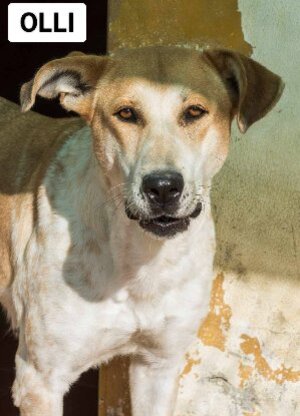 Adopter Olli