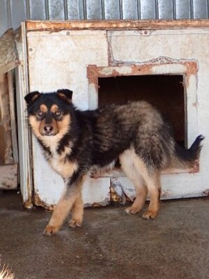Adopter Olyne