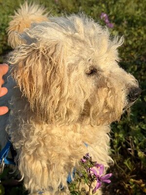 Adopter Omri