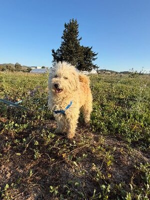 Adopter Omri