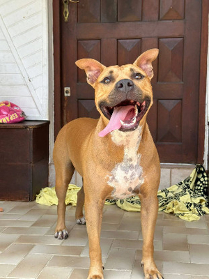 Adopter Omy