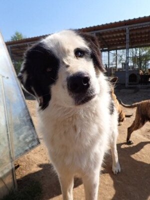 Adopter Oreo