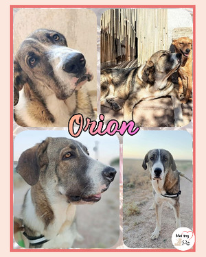 Adopter Orion